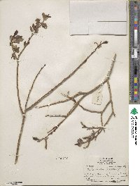 Salix lutea image