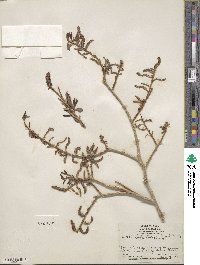 Salix lutea image