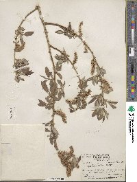 Salix lutea image