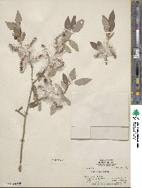 Salix lutea image