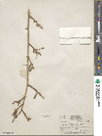 Salix lutea image