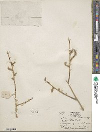 Salix lutea image