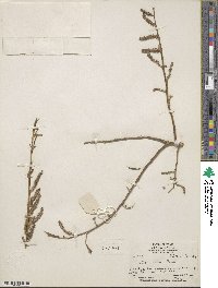 Salix lutea image