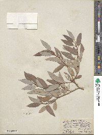 Salix lutea image