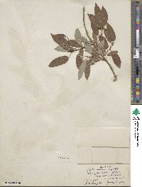 Salix lutea image