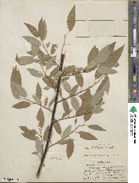 Salix lutea image