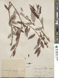 Salix lutea image