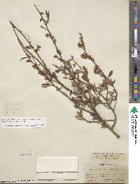 Salix lutea image