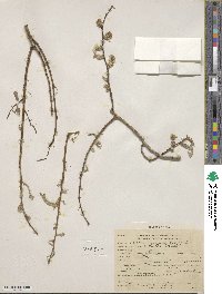 Salix lutea image