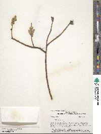 Salix lutea image