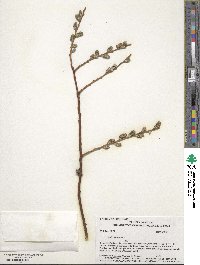 Salix lutea image