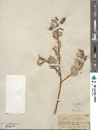 Salix lutea image