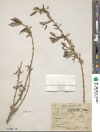 Salix lutea image