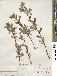 Salix lutea image