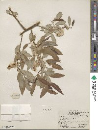 Salix lutea image