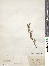 Salix lutea image