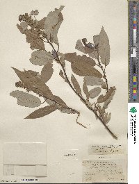 Salix lutea image