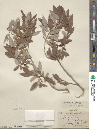 Salix lutea image