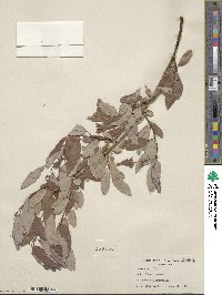 Salix lutea image