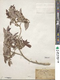 Salix lutea image