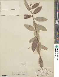 Salix lutea image