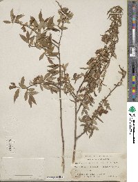 Salix lutea image