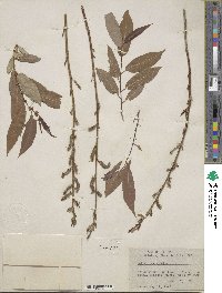 Salix lutea image