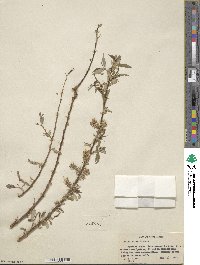 Salix lutea image