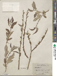 Salix lutea image