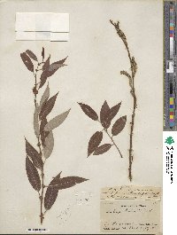 Salix lutea image