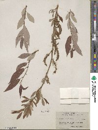 Salix lutea image