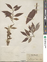 Salix lutea image