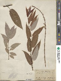 Salix lutea image