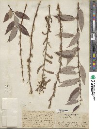 Salix lutea image