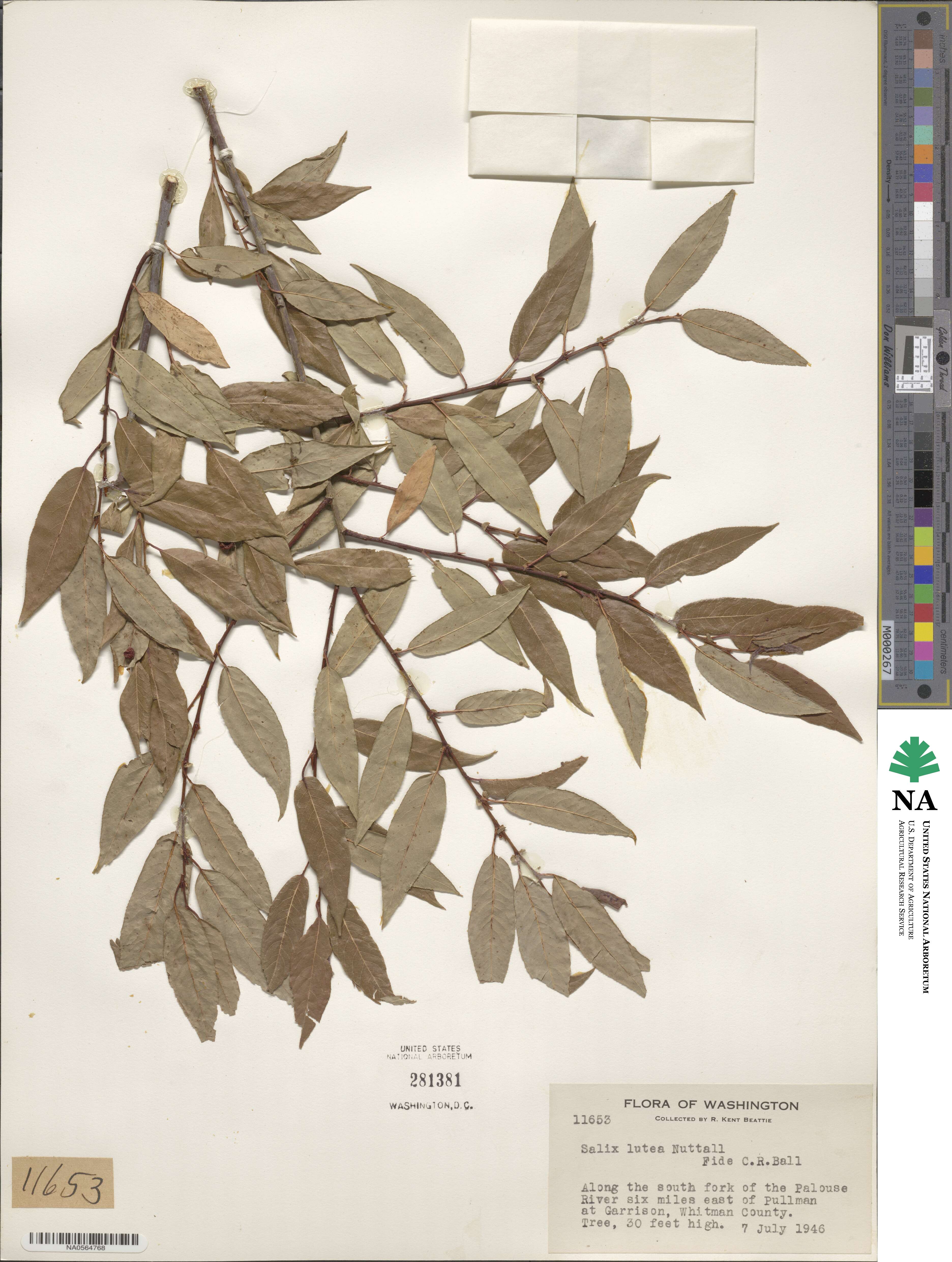 Salix lutea image