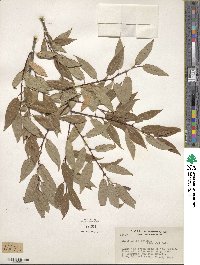 Salix lutea image