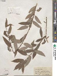 Salix lutea image