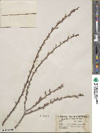 Salix lutea image