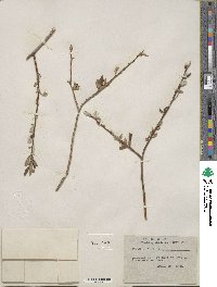 Salix lutea image