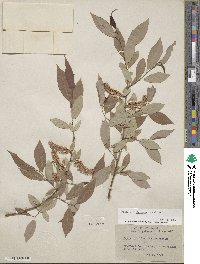 Salix lutea image