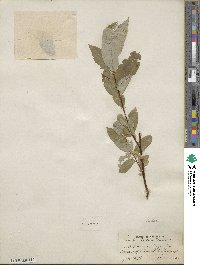 Salix lutea image