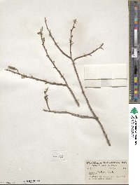 Salix lutea image