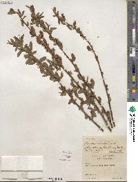 Salix lutea image