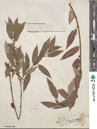 Salix lutea image