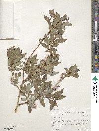 Salix lutea image