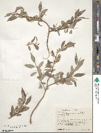 Salix lutea image