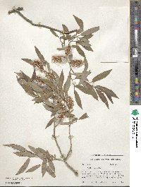 Salix lutea image