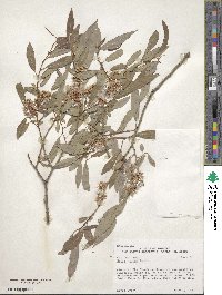 Salix lutea image