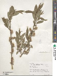 Salix lutea image