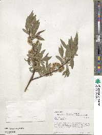 Salix lutea image